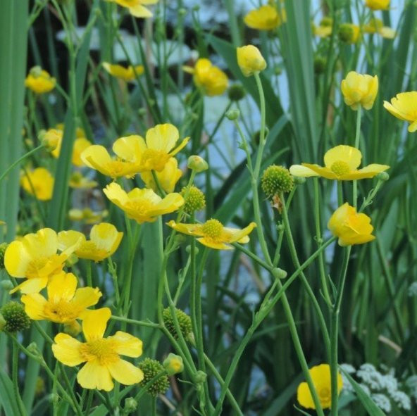 Swamp Marigold Kadife Çiçeği Tohumu (50 tohum)