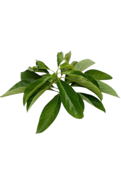 Hatorganik TAZE AVAKADO YAPRAĞI (GÜNLÜK TAZE) 500GR - 2