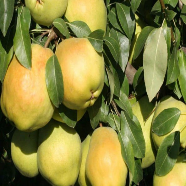 Tüplü Aşılı Çok İri Meyveli Deveci Armut Fidanı ürün görseli