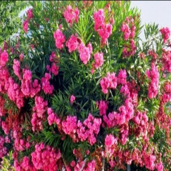 Tüplü Pembe Katmerli Çiçekli Zakkum Fidanı