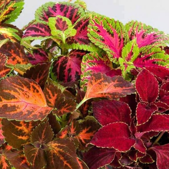 Karışık Renkli Kolyos (Coleus) Yaprak Güzeli Çiçeği Tohumu (100 tohum)