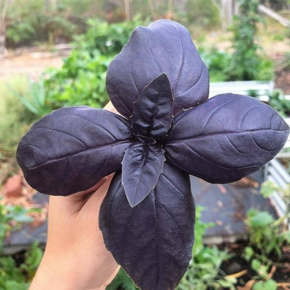 Doğal İri Yapraklı Mor Yapraklı Fesleğen Tohumu (100 tohum)