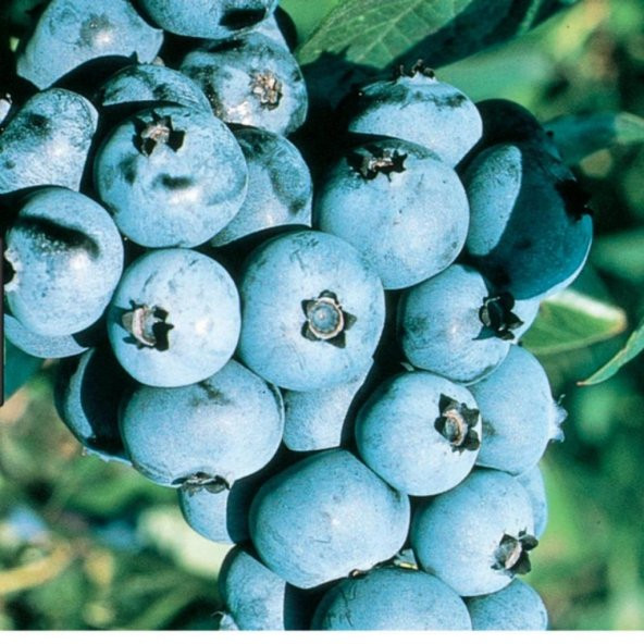 Tüplü Erkenci Jubilee Yaban Mersini Likapa Fidanı ürün görseli