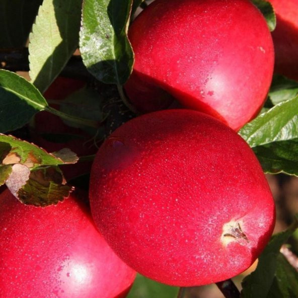 Tüplü Aşılı Özel Ürün Erkenci Yaz Elması Bol Verimli Tam Bodur Buckeye Gala Elma Fidanı