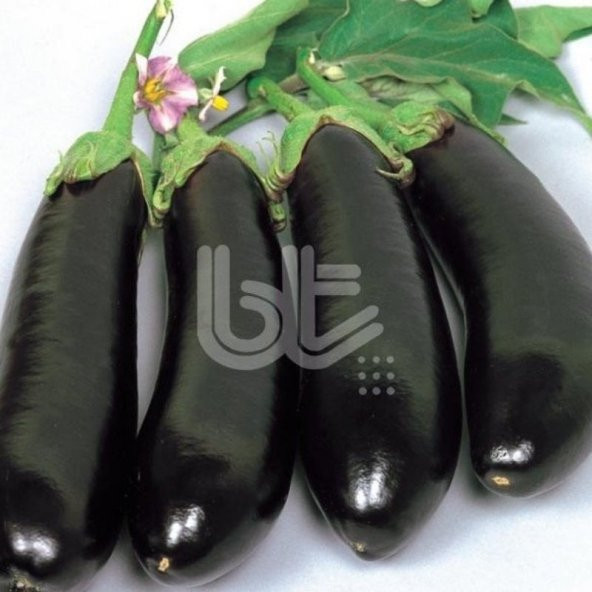 Geleneksel Sofralık Pala (Yalova-49) Patlıcan Tohumu (10 Gr)