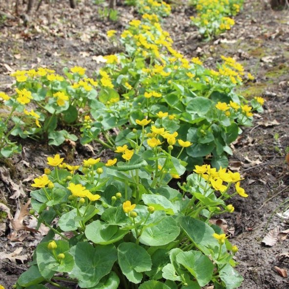 Swamp Marigold Kadife Çiçeği Tohumu(50 tohum)