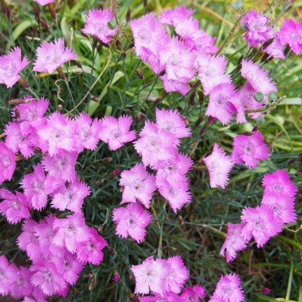 Dianthus Kır Pembesi Çiçeği Tohumu(50 adet)