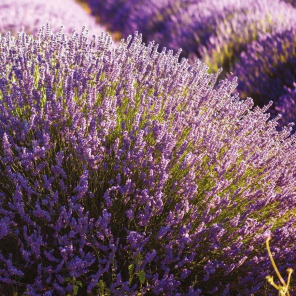 Lavandula Angustifolia Lavanta Çiçeği Tohumu(100 adet) ürün görseli