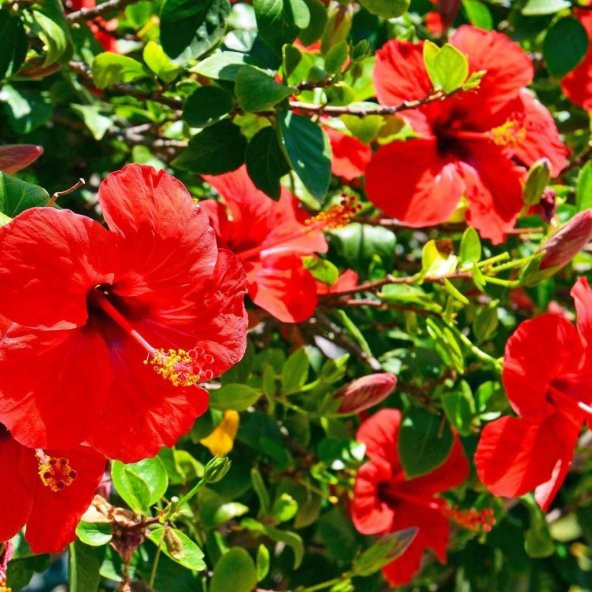 Süt Beyazı Hibiscus Çiçeği Tohumu(20 adet)