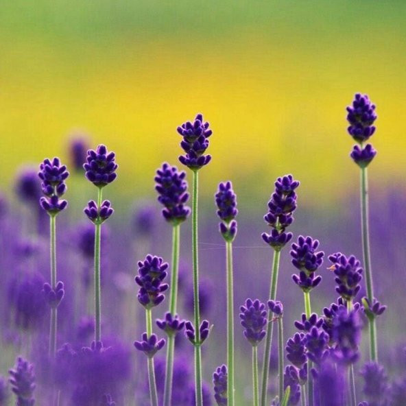 Lady Lavanta Çiçeği Tohumu(20 tohum) ürün görseli