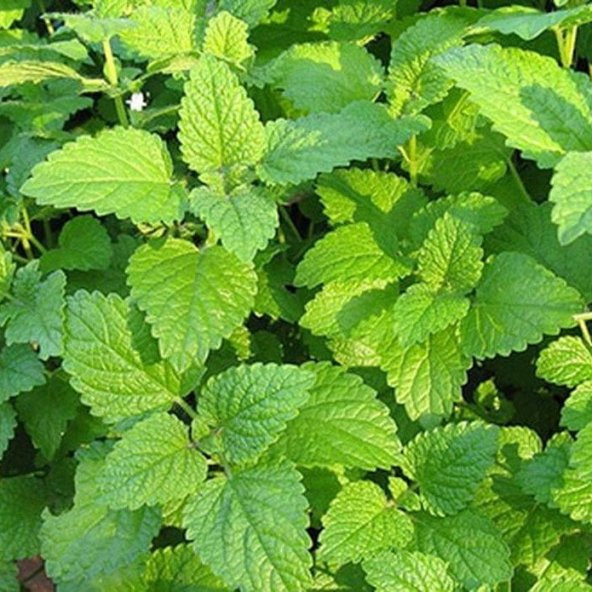 Melissa Oğul Otu Tohumu(50 tohum) ürün görseli