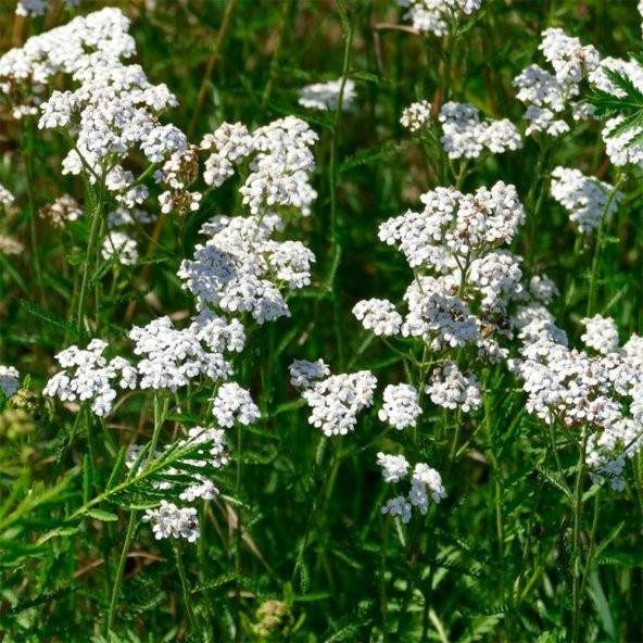 Anason(Pimpinella anisum) Tohumu(100 adet) ürün görseli