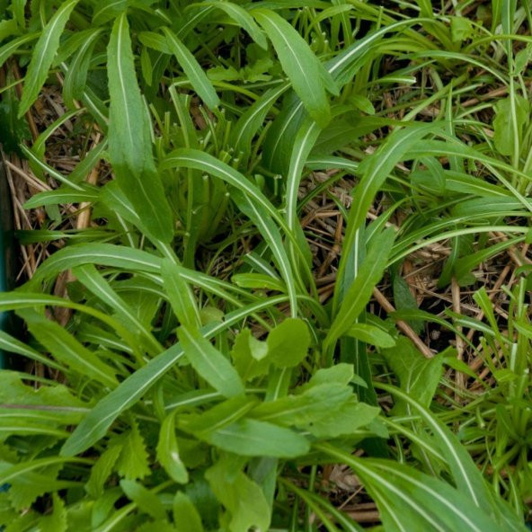 Mibuna Tohumu(50 tohum) ürün görseli