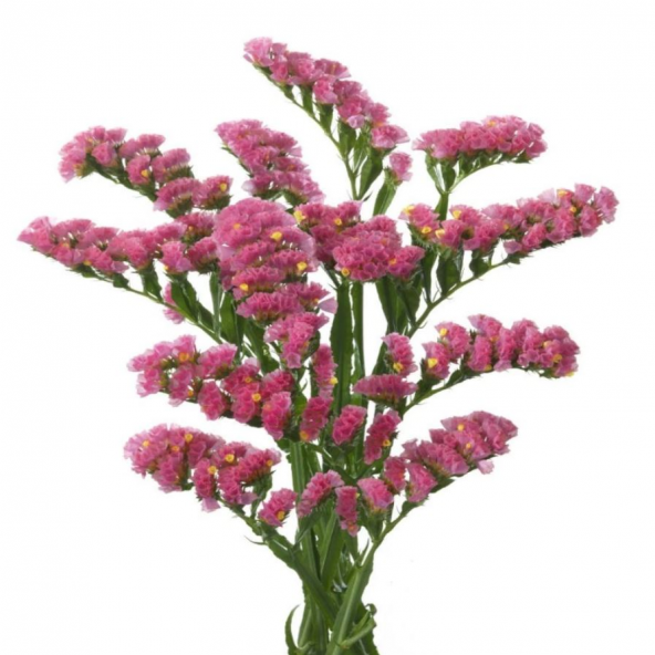 Limonium Sinuatum Deep Rose Deniz Lavantası Tohumu (30 tohum)
