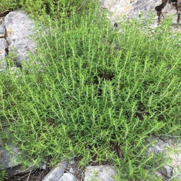 Doğal Zahter Kekiği Tohumu (200 tohum) ürün görseli