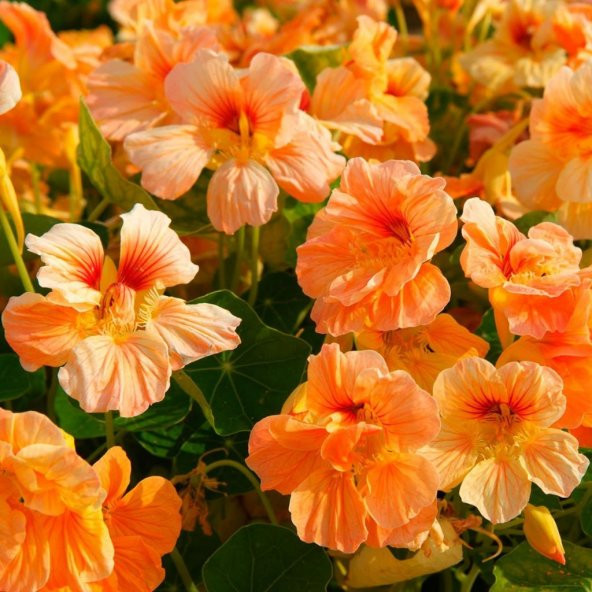 Somon Renkli Latin Çiçeği Tohumu (10 adet)