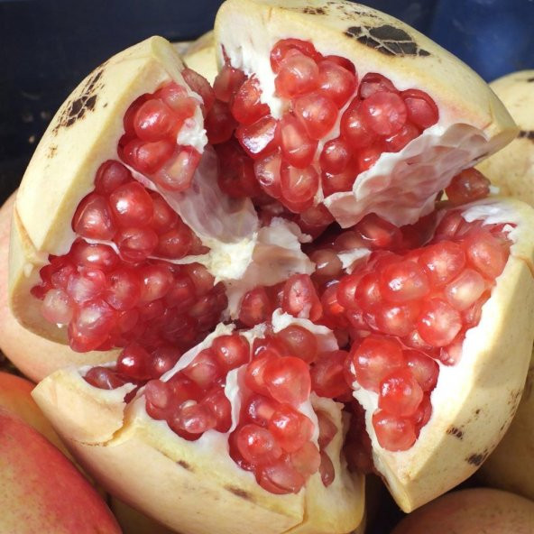 Tüplü Çok İri Meyveli Keben Narı Fidanı ürün görseli