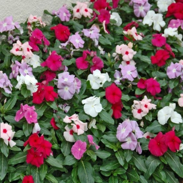 Karışık Renkli Cezayir Menekşesi Tohumu (50 Tohum) ürün görseli