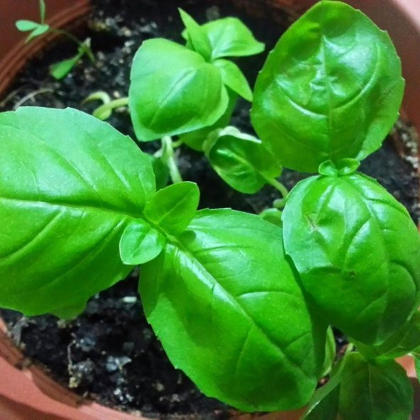 Doğal Saksılık Çok Geniş Yapraklı Tatlı Fesleğen Tohumu (100 Tohum) ürün görseli