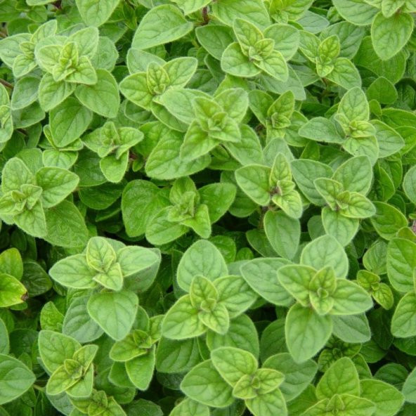 Doğal Mercanköşk Tohumu (100 Tohum) ürün görseli