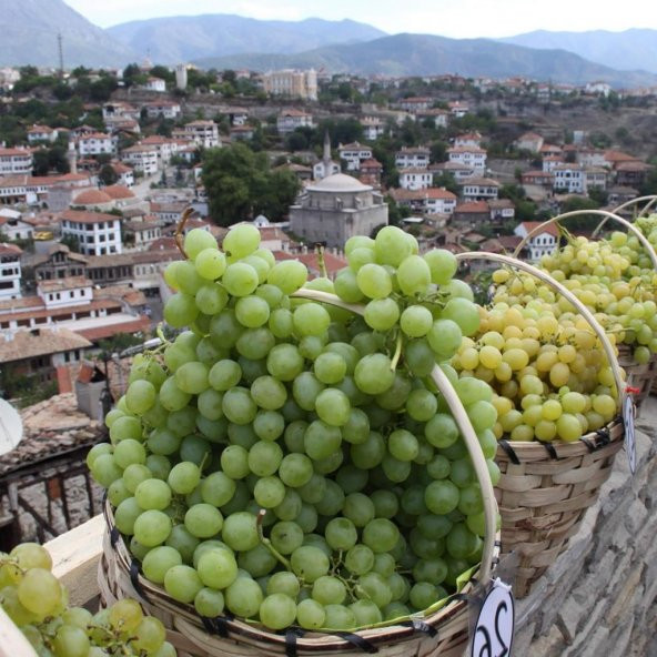 Tüplü Kokulu İri Salkımlı Geleneksel Safranbolu Çavuşu Üzüm (Asma-Bağ) Fidanı ürün görseli