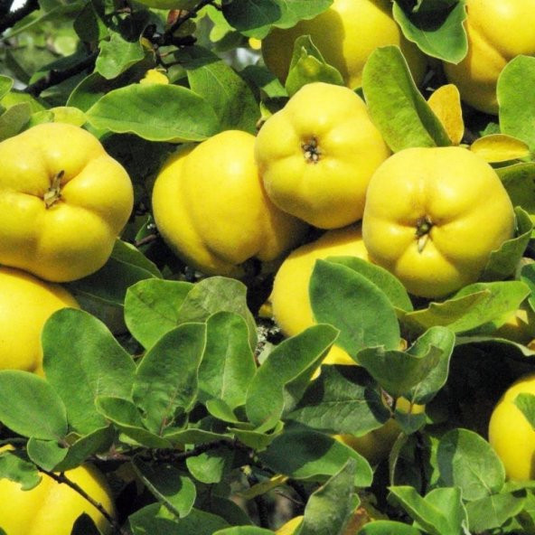 Tüplü Aşılı Tam Bodur Bol Verimli Leziz Eşme Ayva Fidanı ürün görseli