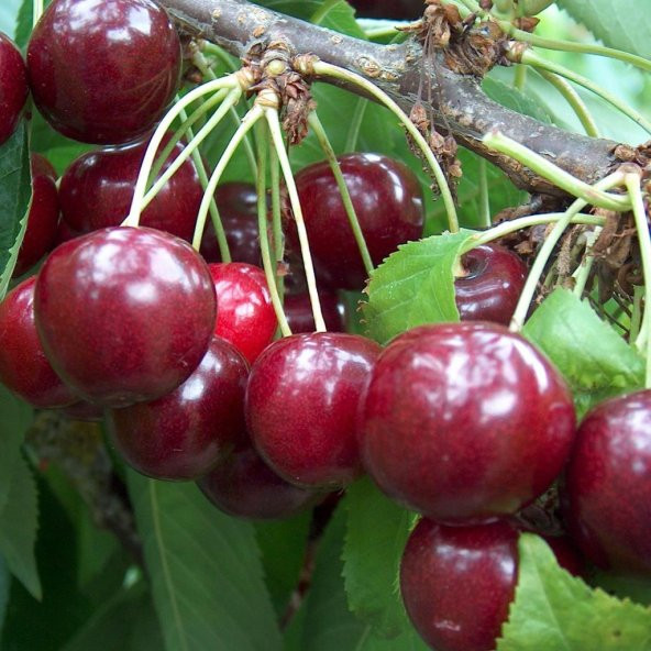 Tüplü Aşılı Leziz Aromalı Çok Verimli Tam Bodur Regina Kiraz Fidanı