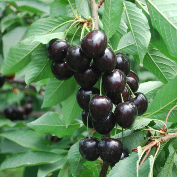 Tüplü Aşılı Aromalı Verimli Leziz Tam Bodur Kordia Kiraz Fidanı - 1