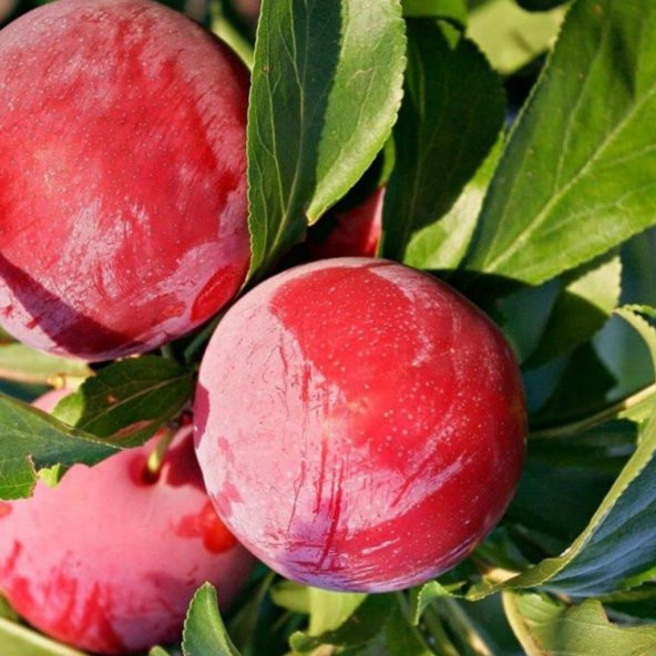 Tüplü Aşılı Geçci Çok İri Yarı Bodur Autumn Giant Japon Erik Fidanı