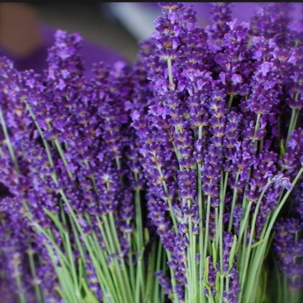 Lavandula Angustifolia Lavanta Tohumu (1000 tohum)