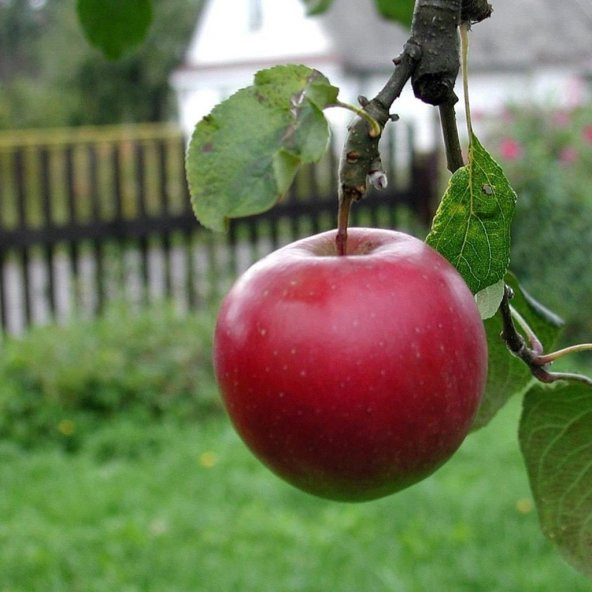 Tüplü Aşılı Erkenci Yazlık Williams Pride Elma Fidanı ürün görseli