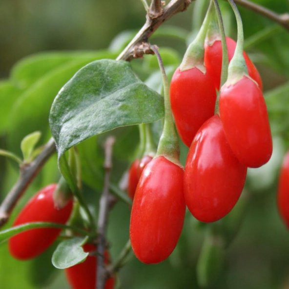 Tüplü Şifalı Goji Berry (Kurt Üzümü) Fidanı