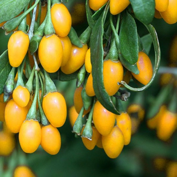 Tüplü Nadir Amber Sweet Altuni Sarı Goji Berry Fidanı