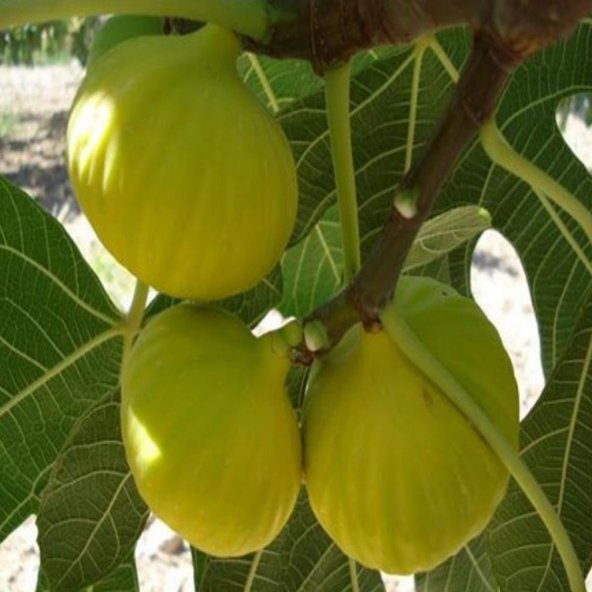 Tüplü Leziz Beyaz Lob İncir Fidanı