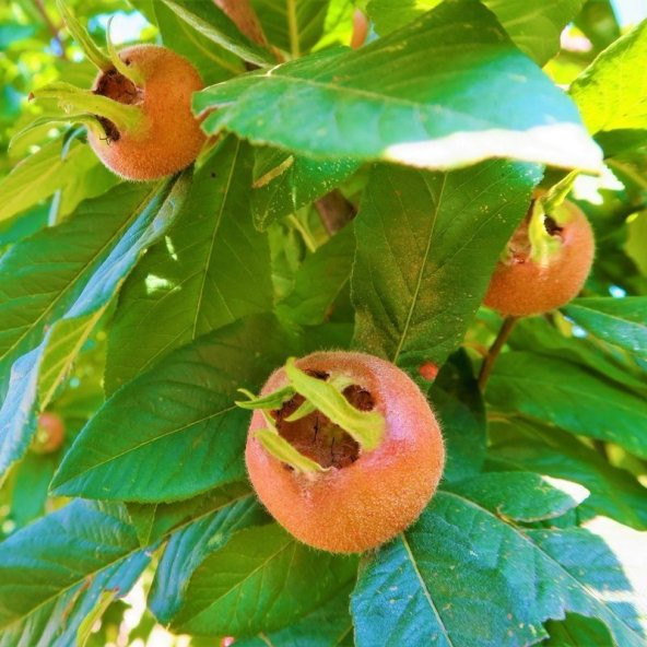 Tüplü Leziz Jumbo Döngel Muşmula Fidanı (120-180 cm)