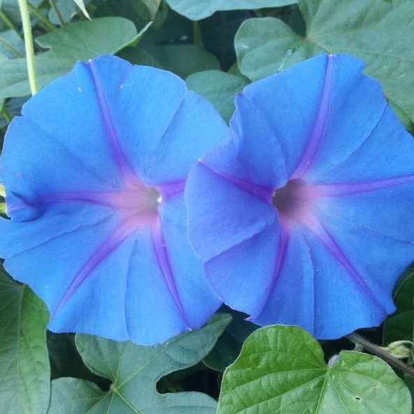 Feringa Gündüz Sefası Çiçeği Tohumu(10 tohum) ürün görseli