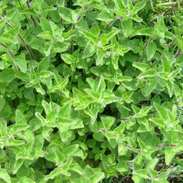 İstanbul Kekiği(Origanum vulgare) Tohumu (50 Tohum) ürün görseli