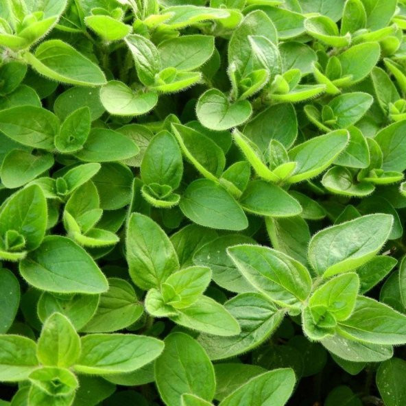 Mercanköşk(Origanum majorana)  Tohumu(200 Tohum)