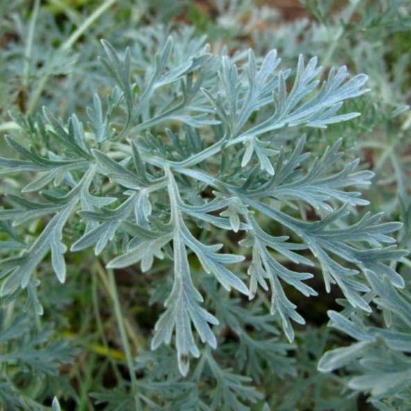 Pelin Otu(Artemisia absinthium) Tohumu(50 tohum)