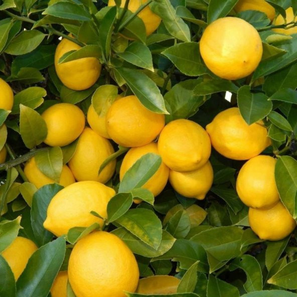 Tüplü Aşılı Çok Verimli Yediveren Limon Fidanı ürün görseli