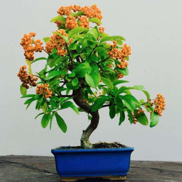 Herdem Yeşil Bodur Bonsai İçin Uygun Ateş Dikeni Bitkisi Fidanı ürün görseli