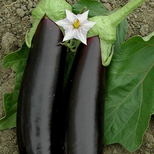 Doğal Geleneksel Aydın Siyahı Patlıcan Tohumu (100 Tohum)