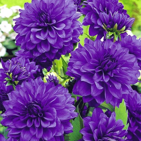 Super Yoga Elegans Purple Zinya Çiçeği Tohumu(40 tohum) ürün görseli