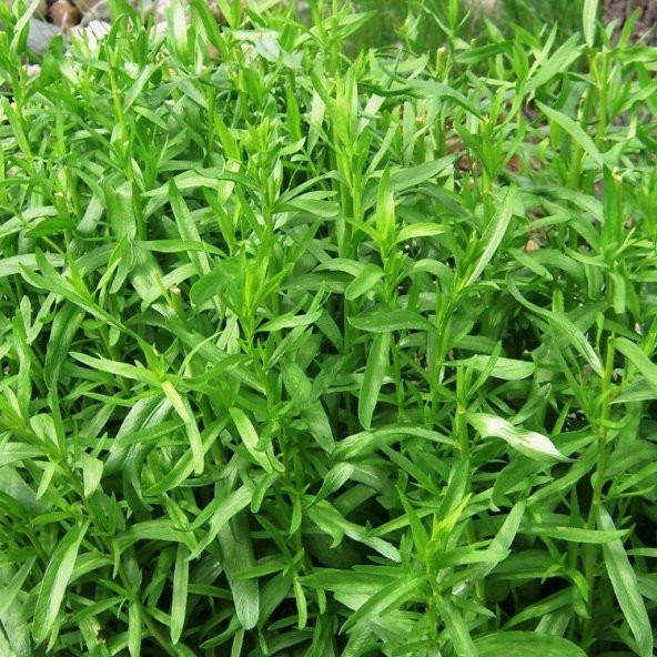 Tarhun Otu Tohumu(50 tohum) ürün görseli