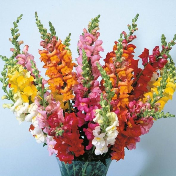 Antirrhinum Rainbow Mixed Karışık Aslanağzı Çiçeği Tohumu(200 tohum)