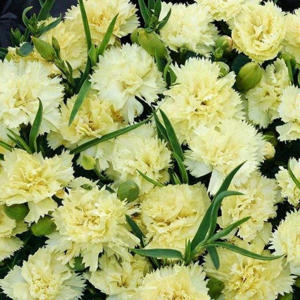 Marie Chabaud Sarı Karanfil Çiçeği Tohumu (50 tohum)