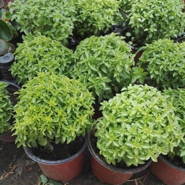 Doğal Geleneksel Top Fesleğen Tohumu (100 Tohum) ürün görseli