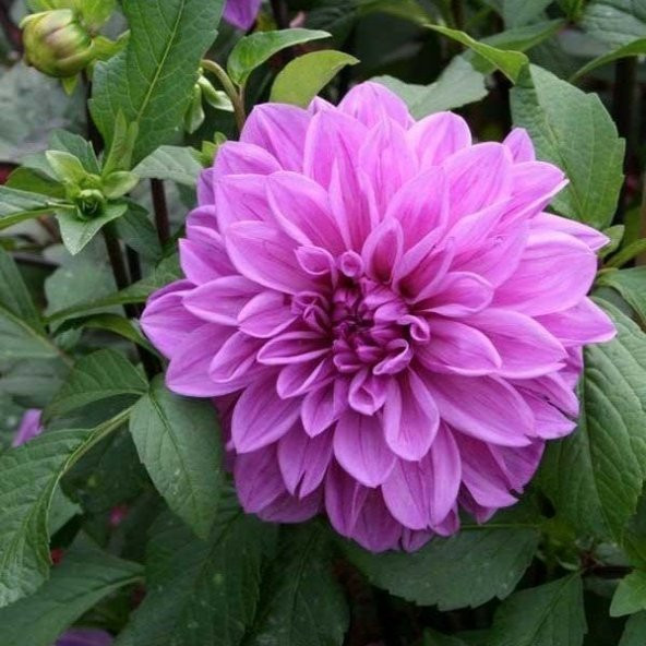 Super Yoga Rose Zinya Çiçeği Tohumu(40 tohum)
