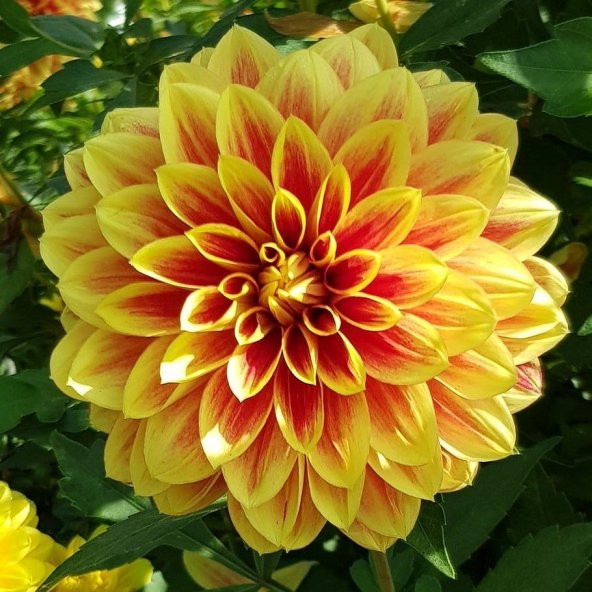 Super Yoga Elegans Golden Yellow Zinya Çiçeği Tohumu(40 tohum) ürün görseli