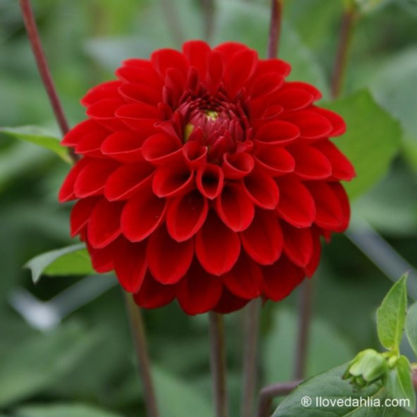 Super Yoga Elegans Dark Red Zinya Çiçeği Tohumu(40 tohum) ürün görseli